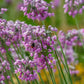 250 ALLIUM NODDING ONION Allium Cernuum Flower Seeds