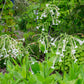 200 JASMINE AZTEC NICOTIANA (Ornamental Flowering Tobacco) Nicotiana Alata Flower Seeds