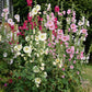 50 Mixed Colors HOLLYHOCK COUNTRY ROMANCE Mix Alcea Rosea Flower Seeds