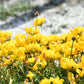 200 BIRDS FOOT TREFOIL (Birdfoot Deervetch / Cats Clover / Ground Honeysuckle) Lotus Corniculatus Fabaceae Flower Seeds