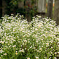 1000 GERMAN CHAMOMILE Matricaria Recutita Chamomilla Herb Flower Seeds