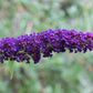50 Dark PURPLE BUTTERFLY BUSH Buddleja Davidii Hummingbird Shrub Fragrant Flower Seeds