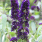 50 Dark PURPLE BUTTERFLY BUSH Buddleja Davidii Hummingbird Shrub Fragrant Flower Seeds
