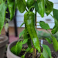 60 RED MARCONI PEPPER Rossa Large Sweet Italian Frying Capsicum Annuum Seeds