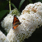 50 WHITE BUTTERFLY BUSH Buddleja Davidii Flower Seeds