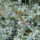 200 PRAIRIE SAGE (Wormwood / Fringed Sagebrush / Sagewort) Artemisia Ludoviciana Flower Seeds