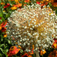 25 GIANT ALLIUM Allium Giganteum Purple Globe Flower Seeds