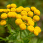 100 YELLOW TANSY Double Golden Buttons Fern Leaf Tanacetum Vulgare Flower Seeds
