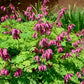 10 Pink FRINGED Fern Leaf BLEEDING HEART Dicentra Eximia Fernleaf Sun or Shade Flower Seeds