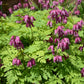 10 BLEEDING HEART - PINK Old Fashioned Dicentra Formosa Shade Flower Seeds