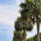 10 Hardy SABAL PALM TREE Cabbage Palmetto Flower Seeds