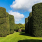35 EUROPEAN PRIVET HEDGE Common Wild Ligustrum Vulgare Flower Shrub Seeds