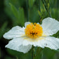 1000 WHITE CALIFORNIA POPPY Eschscholzia Californica Flower Seeds