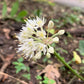 20 RAMP / WILD LEEK Allium Tricoccum Ramps Vegetable Herb White Shade Flower Seeds