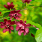 10 SWEETSHRUB Carolina Allspice Fragrant Calycanthus Floridus Shrub Flower Seeds