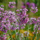 250 ALLIUM NODDING ONION Allium Cernuum Flower Seeds