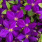 10 MIXED HYBRID CLEMATIS Hybrida Red Purple Pink Blue Bicolor Flower Vine Seeds