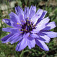 20 Blue CUPIDS DART aka ' LOVE plant ' Catananche Caerulea Flower Seeds