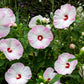 25 MIXED LUNA HIBISCUS Moscheutos Hardy Mixed Colors - Red, Hot Pink, Pink & White Swirl, and White Flower Seeds