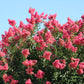 1000 Bulk CREPE MYRTLE Mixed Colors Lagerstroemia Indica Mix Tree Shrub Flower Seeds - Red, Purple, Light Pink, Dark Pink, White, & Lilac