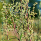 500 BEACH WORMWOOD Artemisia Campestris Caudata Silvermound Red Sagewort Herb Flower Seeds