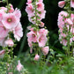 25 PALE PINK HOLLYHOCK Light Alcea Rosea Flower Seeds Perennial