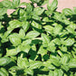 1000 Italian LARGE LEAF BASIL Ocimum Basilicum Herb Flower Seeds