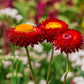 100 Red FIRE BALL STRAWFLOWER Xerochrysum Bracteatum Helichrysum Monstrosum Flower Seeds