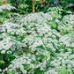 200 BISHOPS FLOWER Ammi Majus False Queen Annes Lace Seeds