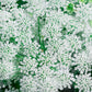 200 BISHOPS FLOWER Ammi Majus False Queen Annes Lace Seeds