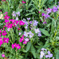1000 EVENING (night) SCENTED STOCK Matthiola Longipetala Bicornis Flower Seeds