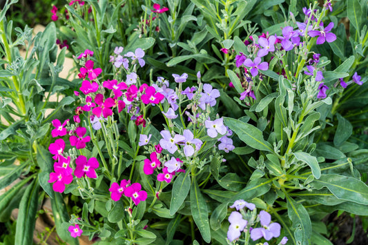 1000 EVENING (night) SCENTED STOCK Matthiola Longipetala Bicornis Flower Seeds