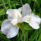 20 MIXED SIBERIAN IRIS Sibirica Iris Bicolor Blue Red White Yellow Purple Siberian Flag Flower Seeds
