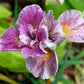 20 MIXED SIBERIAN IRIS Sibirica Iris Bicolor Blue Red White Yellow Purple Siberian Flag Flower Seeds