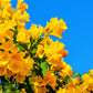 10 TECOMA STANS (Yellow Trumpetbush / Yellow Bells / Yellow Elder / Esperanza) Flower Shrub Bush Seeds