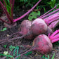 250 EARLY WONDER BEET Beta Vulgaris Vegetable Seeds