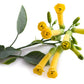 250 TREE TOBACCO Nicotiana Glauca Yellow Trumpet Flower Herb Shrub Seeds