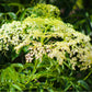 25 AMERICAN GINSENG Panax Quinquefolius Shade Herb Seeds