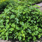 30 COMMON Edible FIG TREE Ficus Carica Purple Brown Skin Pink Flesh Fruit Seeds