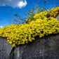 200 GOLDEN CARPET SEDUM Acre Gold Moss Stonecrop Flower Seeds