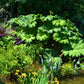 10 GUNNERA MANICATA 6' Leaves! Giant Rhubarb Dinosaur Plant Moist Shade Red Flower Seeds