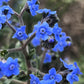 500 Blue Chinese FORGET ME NOT (Hounds Tongue) Cynoglossum Amabile Flower Seeds