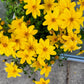 250 MAXIMILIAN (Prairie) SUNFLOWER Helianthus Maximiliani Flower Seeds