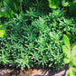 25 Spanish STONECROP / SEDUM HISPANICUM Groundcover Flower Seeds