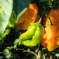 50 Hot ORANGE HABANERO PEPPER Capsicum Chinense Vegetable Seeds