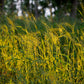 25 BOTTLEBRUSH GRASS Ornamental Shade Elymus Hystrix Patula Seeds