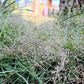 200 CLOUD GRASS Agrostis Nebulosa White Flower Tan Ornamental Grass Seeds