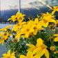 250 MAXIMILIAN (Prairie) SUNFLOWER Helianthus Maximiliani Flower Seeds
