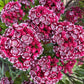 50 MOUNTAIN LAUREL White Pink Red Kalmia Latifolia Shrub Bush Seeds
