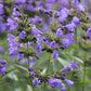 50 Purple False Dragon DRAGONS HEAD Obedient Plant Dracocephalum Flower Seeds